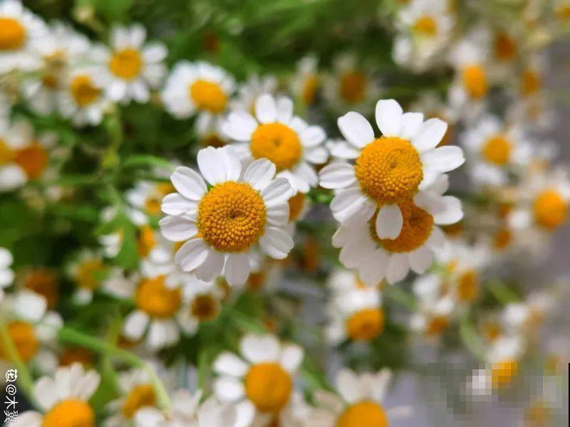 10种花并不是一次性,掌握养护要点,还能复花 10种花并不是一次性,掌握养护要点,还能复花