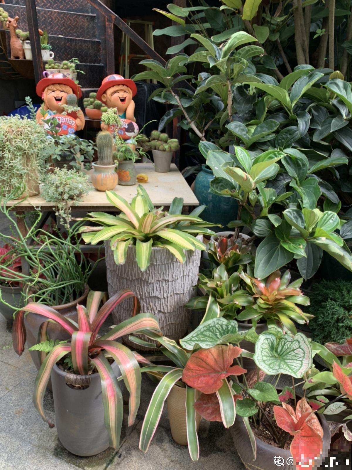 一楼的小院和顶楼的天台,养花人的选择恐惧症,到底哪个好 一楼的小院和顶楼的天台,养花人的选择恐惧症,到底哪个好