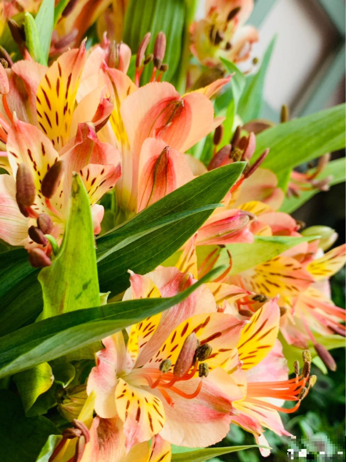 5种花,光听名字就很美,看到实物后,网友感叹:名不虚传 5种花,光听名字就很美,看到实物后,网友感叹:名不虚传