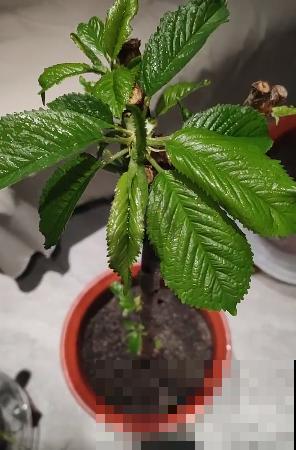 5个步骤，还你一盆樱桃盆栽，果实红得像宝石