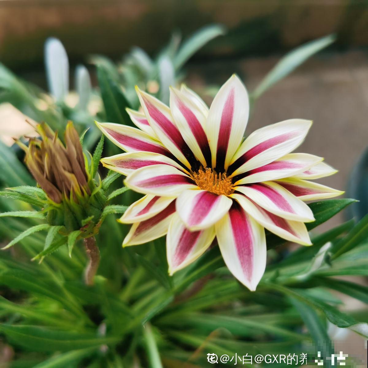 怀孕辣妈超爱养花，亲力亲为建花园，现在人人都羡慕