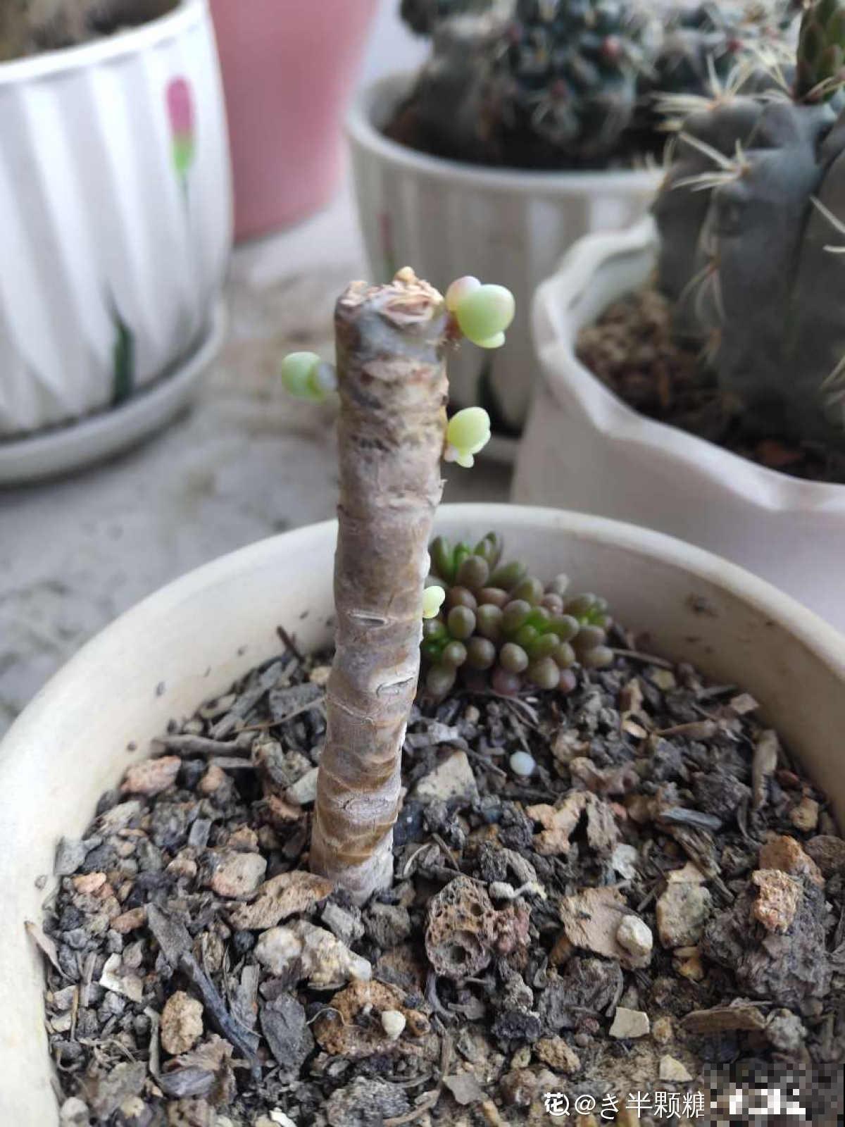 快死的花别丢掉，找对方法补救一下，还能重焕生机