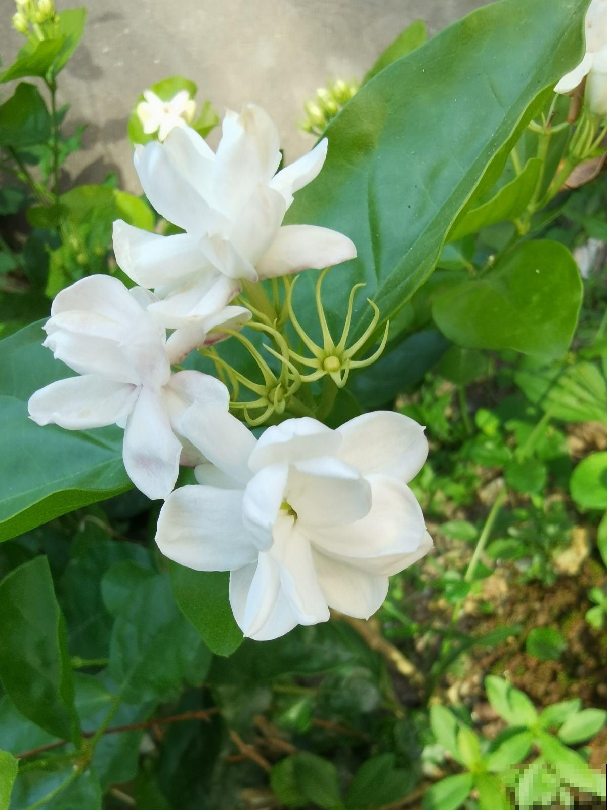 3种花特喜欢太阳，夏天晒晒长得旺，开花多多