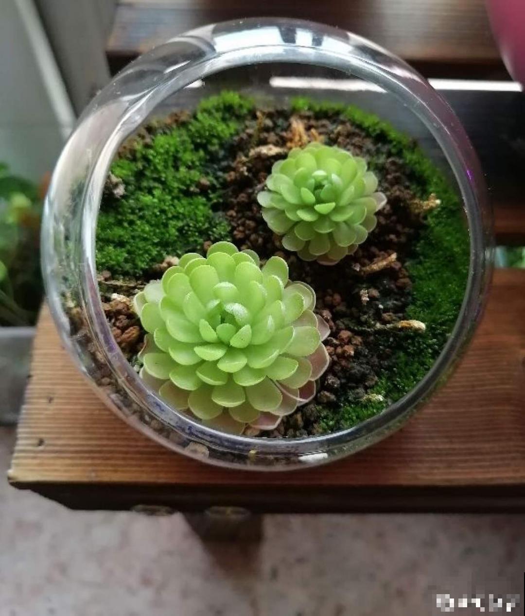 江西无蚊村,种满“驱蚊树”,一年四季没蚊子 江西无蚊村,种满“驱蚊树”,一年四季没蚊子