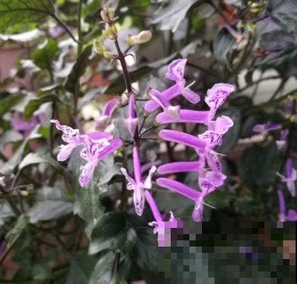 秋天养盆“杀菌花”，香味四溢增加湿度，还能净化室内空气