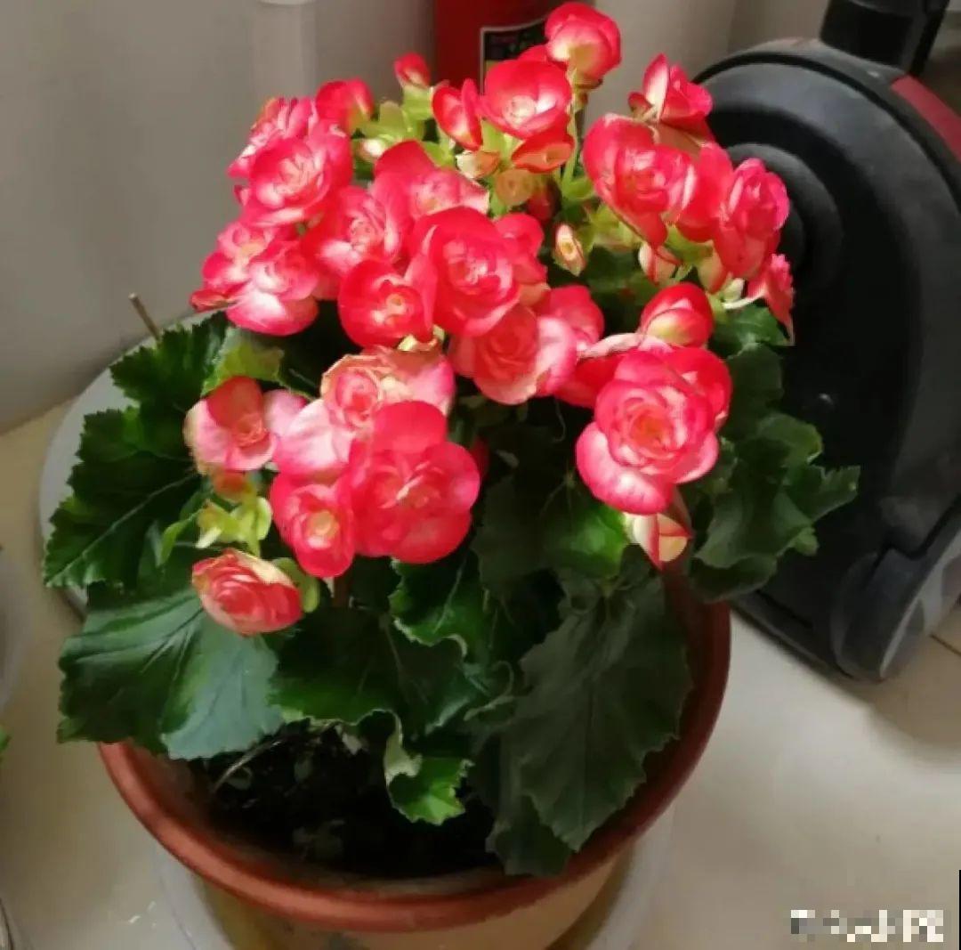 9种花,夏天休眠了,一定少浇水,否则越浇越死 9种花,夏天休眠了,一定少浇水,否则越浇越死