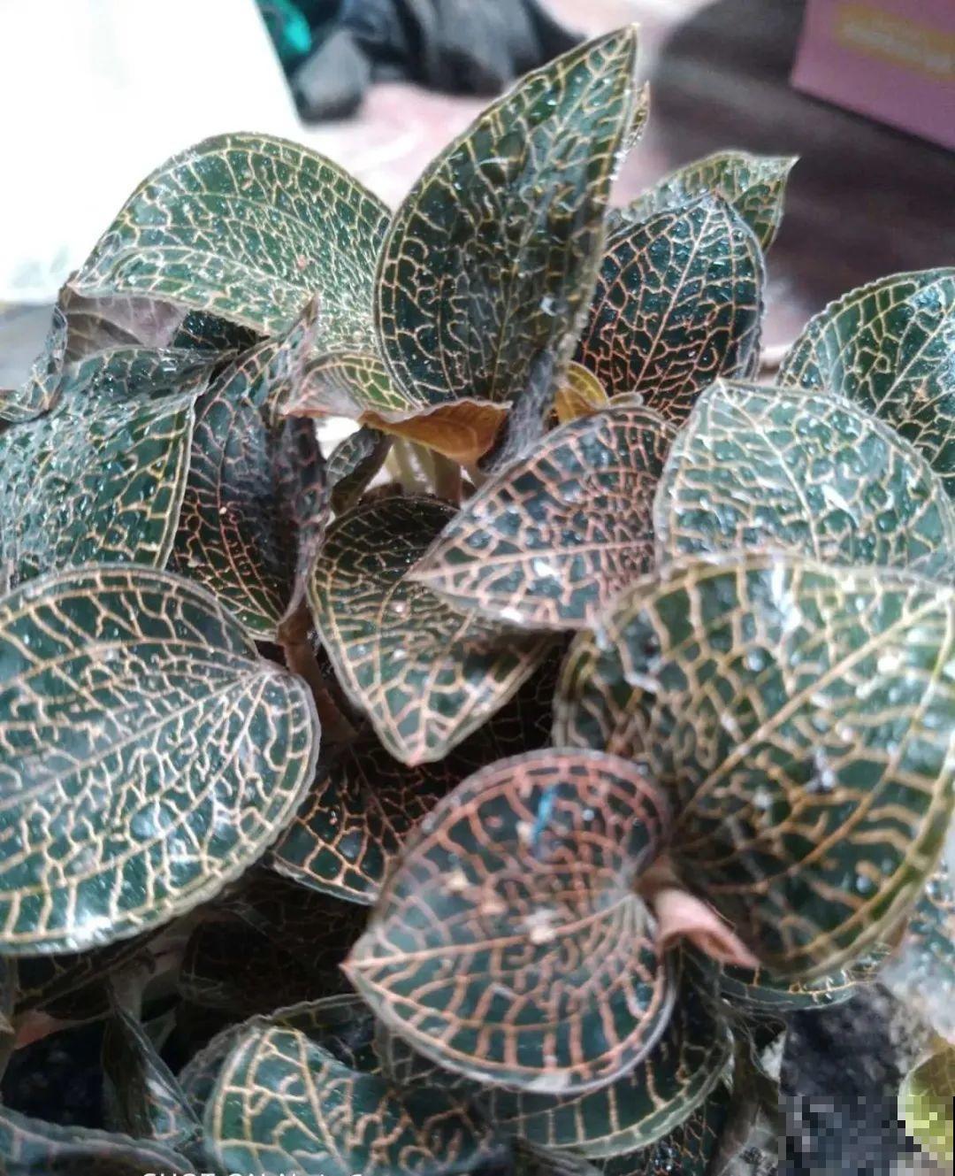 看到稀奇花，不认识的别去挖，可能会触犯法律