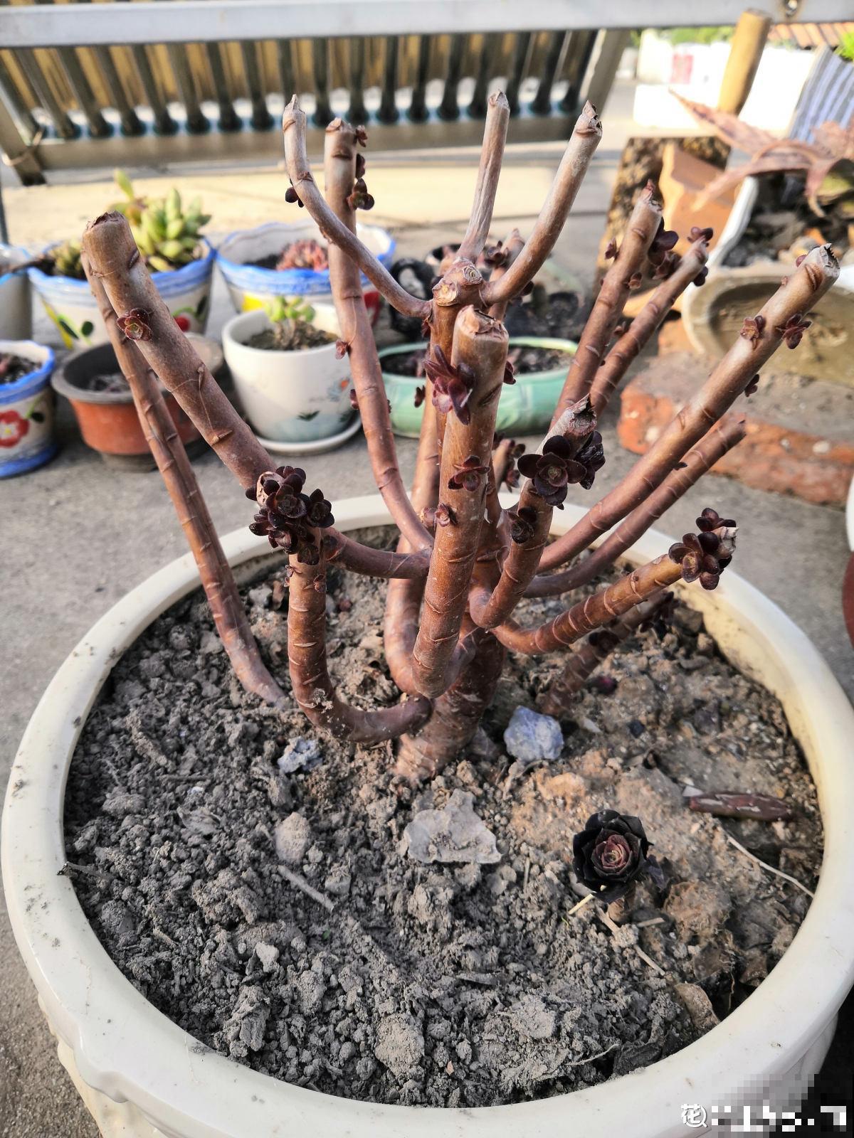 快死的花别丢掉，找对方法补救一下，还能重焕生机