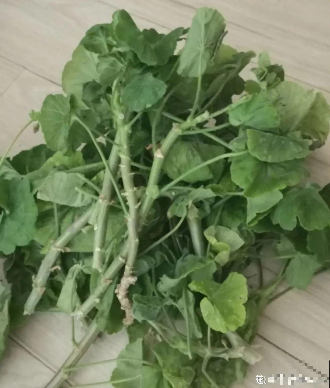 平时的“贵货花”,路边扔了一卡车,赶紧捡回家 平时的“贵货花”,路边扔了一卡车,赶紧捡回家