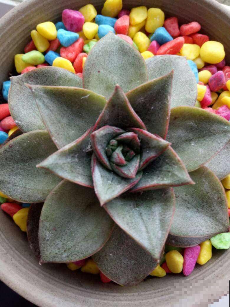 多肉品种那么多，适合露养的也就这几种，赶紧列为首选！