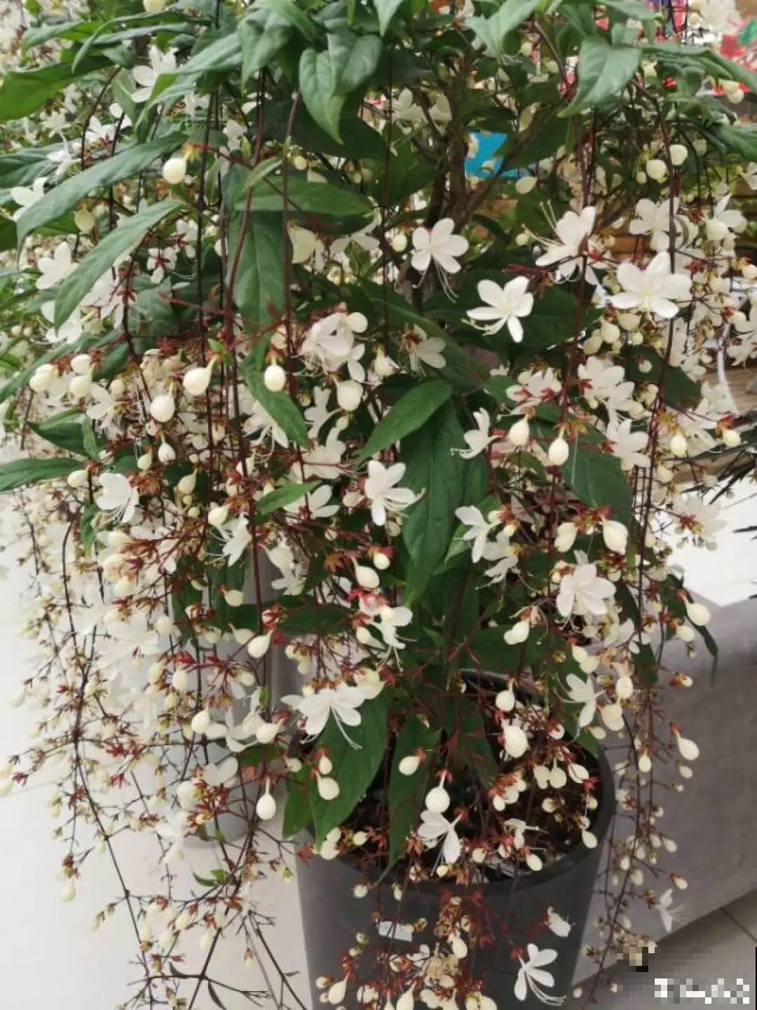 仙气飘飘的花，颜值高、花期长，养一盆不亏