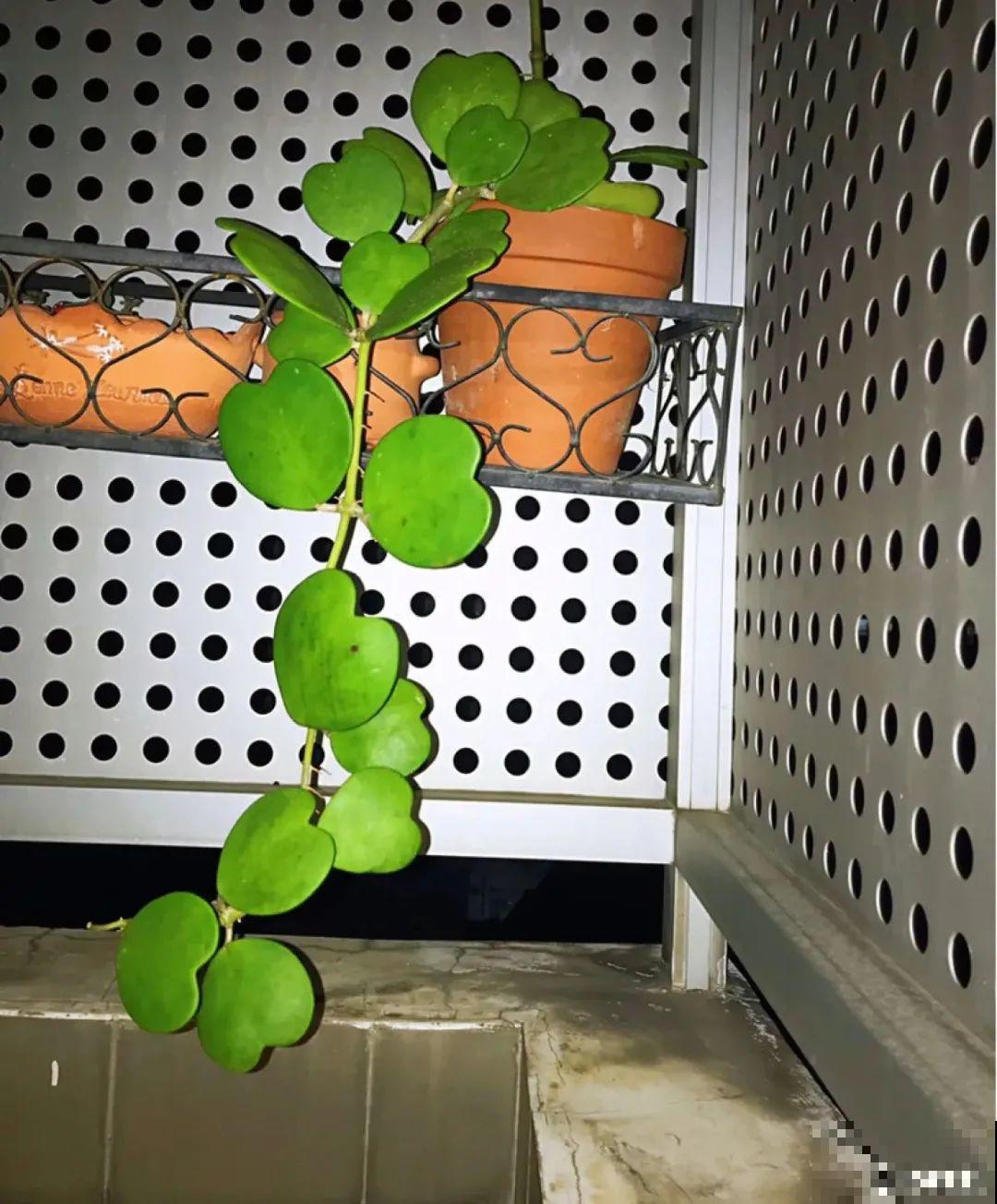 大叶子耐阴花，室内一定养，叶子比脸大，真凉快