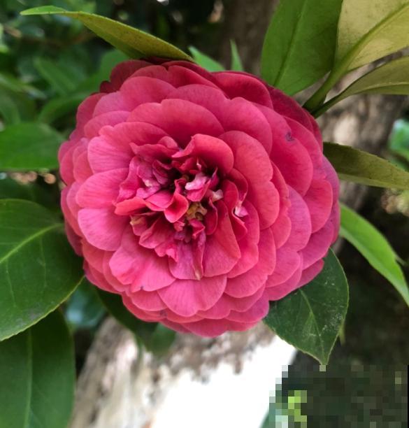 3种花真是“毛病多”，难养难伺候，能养好的都是大神