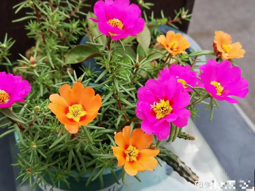 6种花耐高温，夏天也能养开花