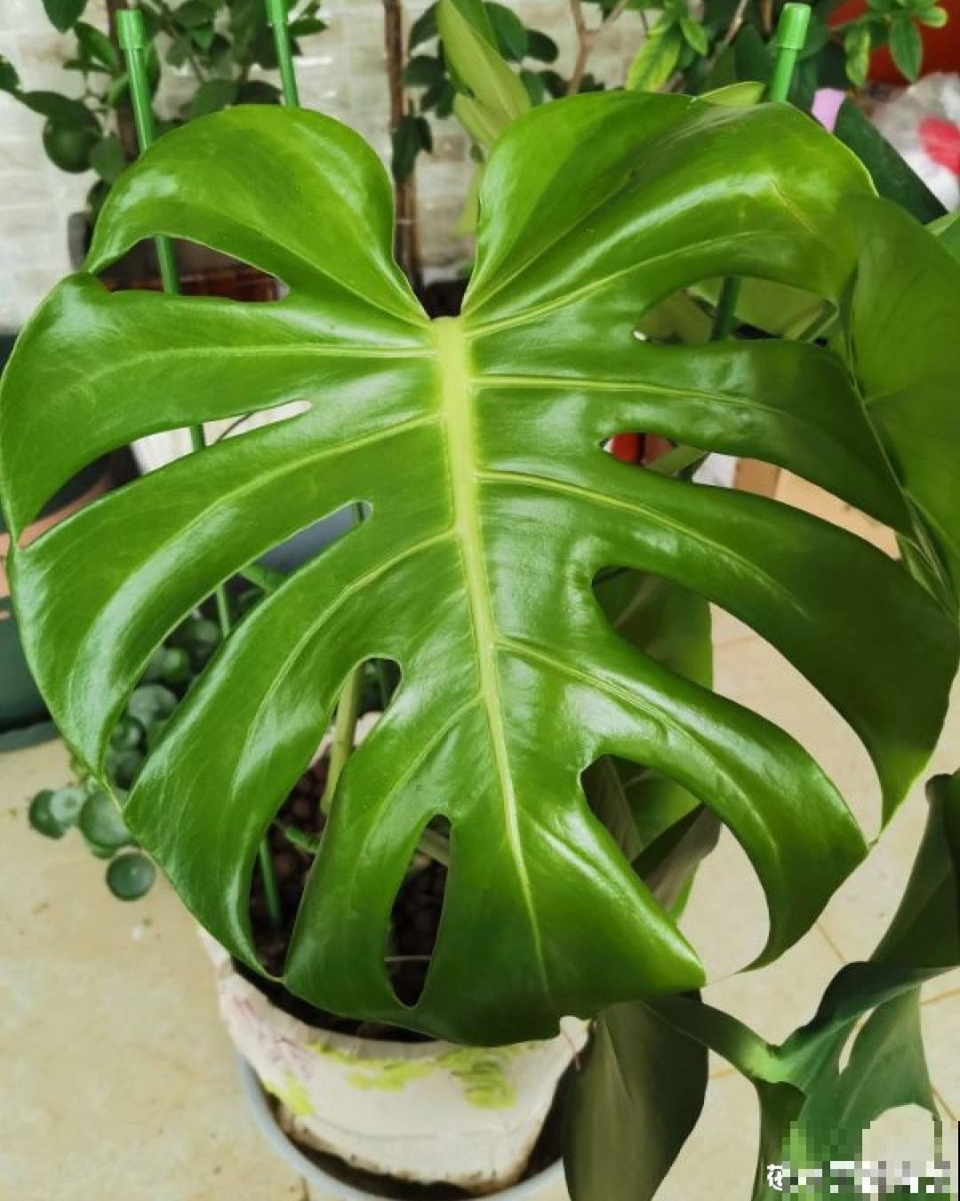 吊兰喝点淘米水，长成“爆炸头”，旺的不得了