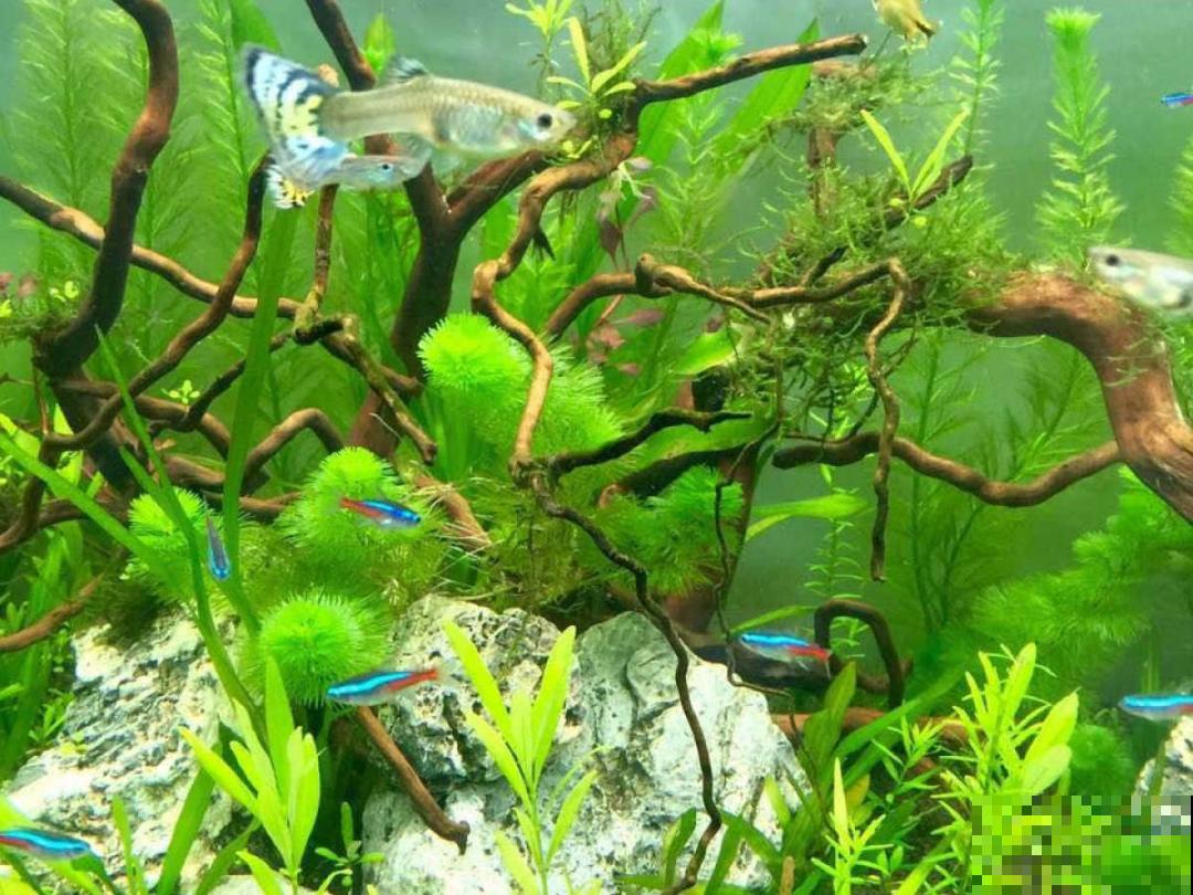 植物搬出门，痛快淋场雨，植物越来越旺