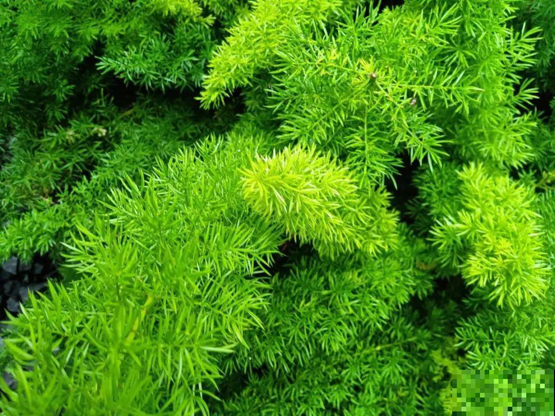 15种花,养在家里有气质,好养又健康 15种花,养在家里有气质,好养又健康