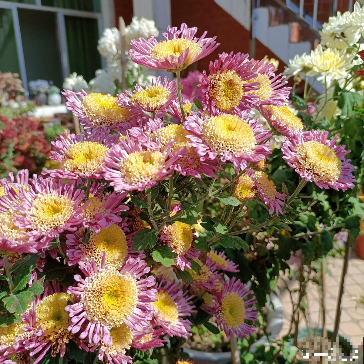 秋菊开花“黄金一片”，这个月养正合适，谁养谁赚便宜