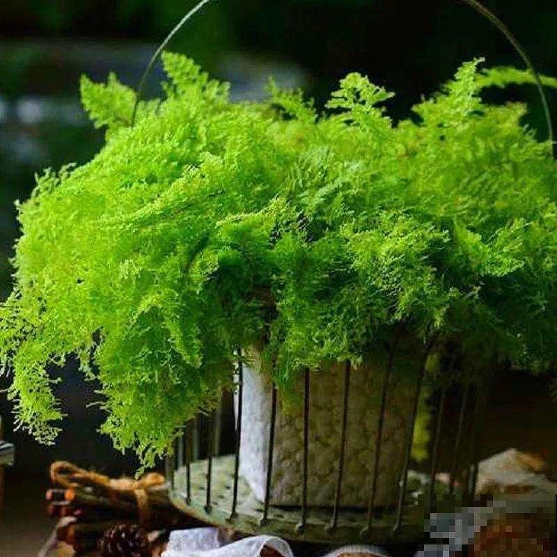 卫生间里养盆蕨，净化空气，满眼绿意