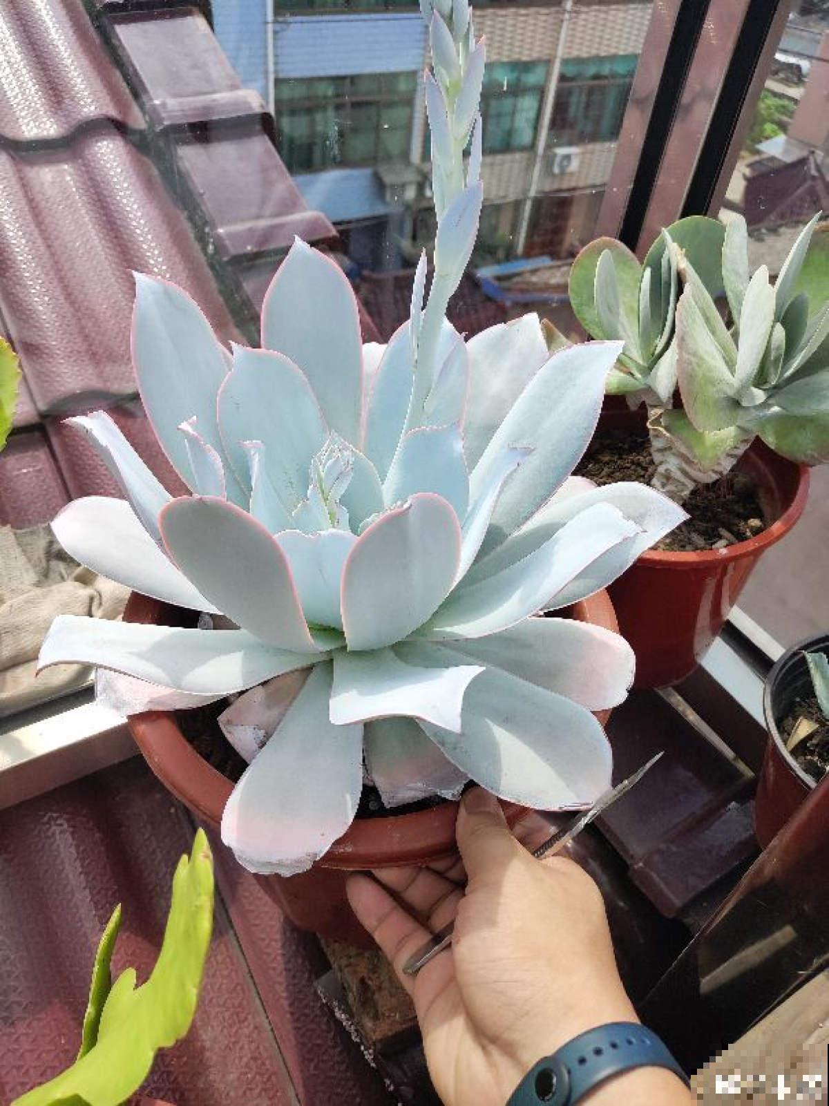 8种超美多肉,秋天抓住时机养,颜值高好养活 8种超美多肉,秋天抓住时机养,颜值高好养活