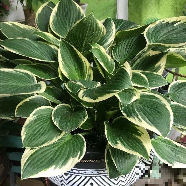 15种花,养在家里有气质,好养又健康 15种花,养在家里有气质,好养又健康