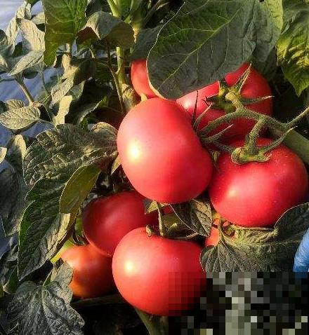 西红柿难清洗？自己养殖，多样清洗，安全又放心