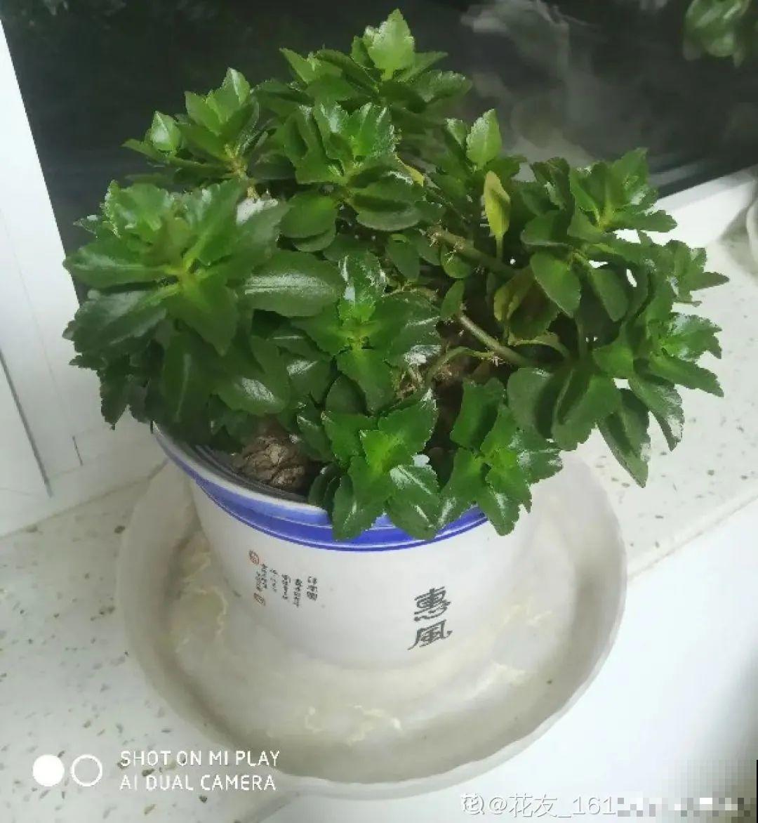 8种花夏天不能买,买回来就死,白浪费钱 8种花夏天不能买,买回来就死,白浪费钱