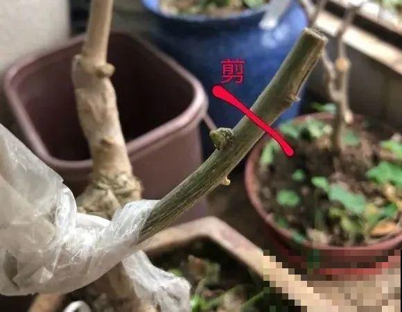 养了30年的玉树,扦插开出9色花,快来沾沾喜气 养了30年的玉树,扦插开出9色花,快来沾沾喜气