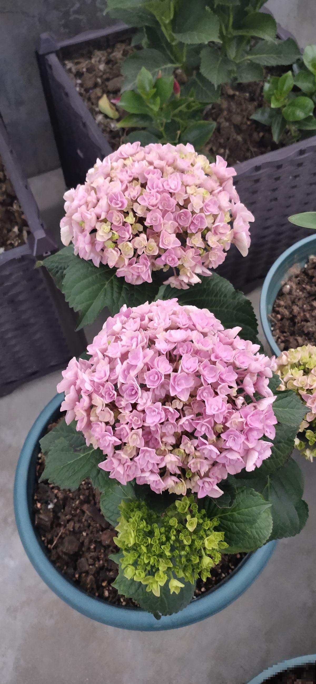 养绣球花不注意方法,难怪你的绣球花不爆盆! 养绣球花不注意方法,难怪你的绣球花不爆盆!