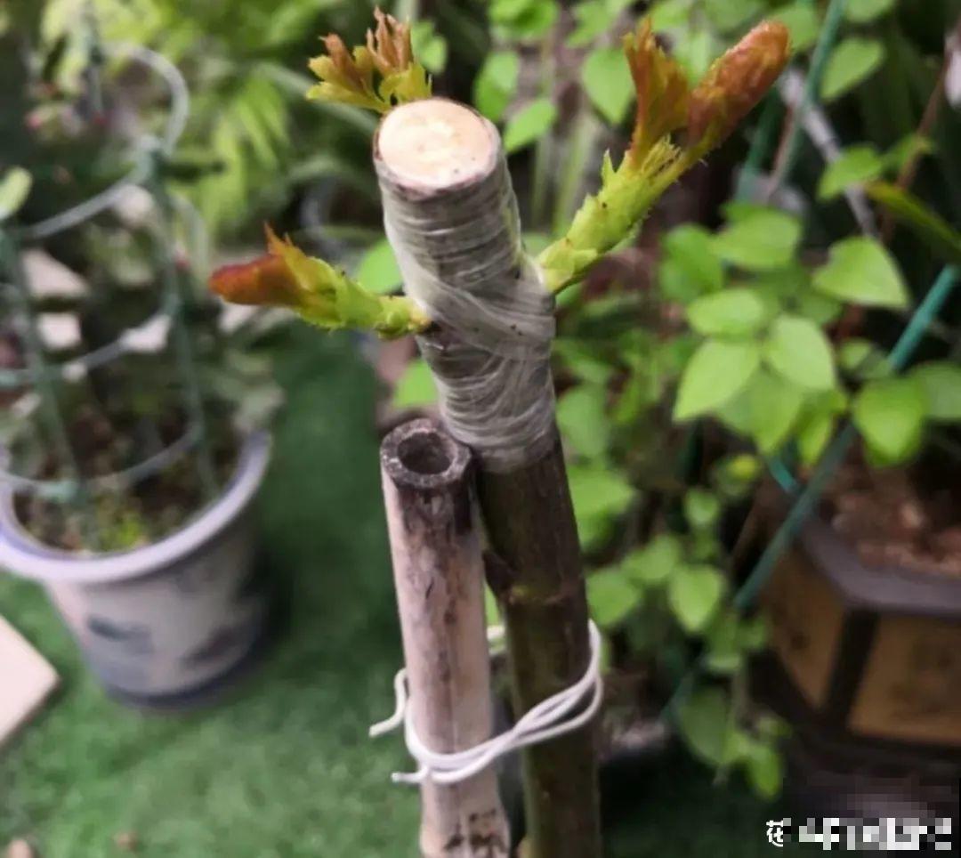 养了30年的玉树,扦插开出9色花,快来沾沾喜气 养了30年的玉树,扦插开出9色花,快来沾沾喜气