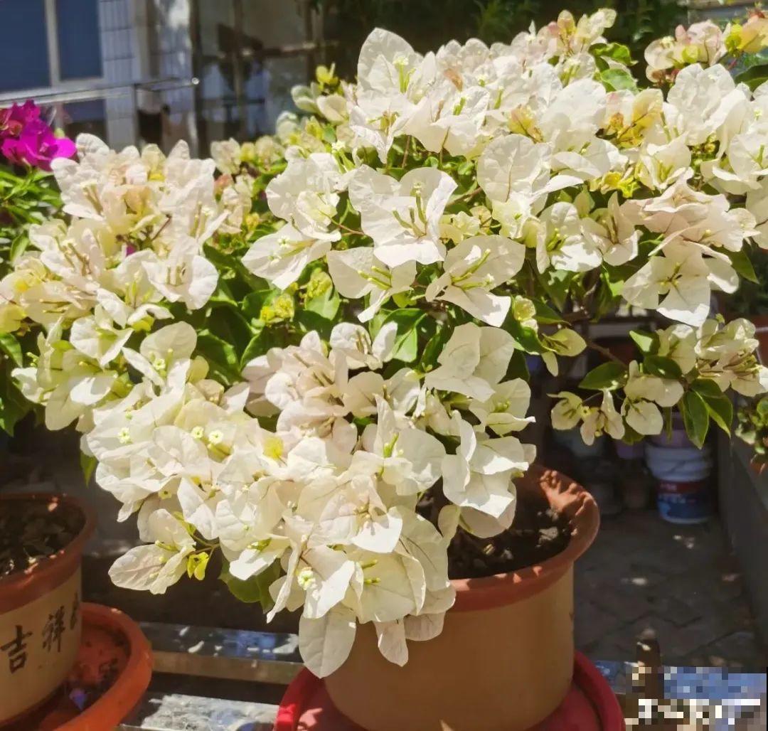 三角梅剪 一剪，搬出去晒晒，呼呼爆花