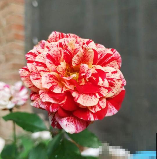 没有花的天台不完整,种这3种花,天台秒变“空中花园” 没有花的天台不完整,种这3种花,天台秒变“空中花园”