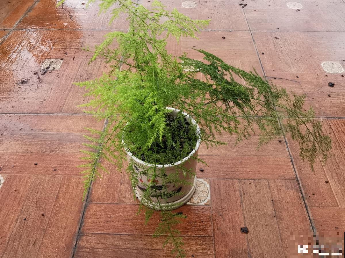 文竹娇嫩像公主，不注意这2点，咋养都得生点病