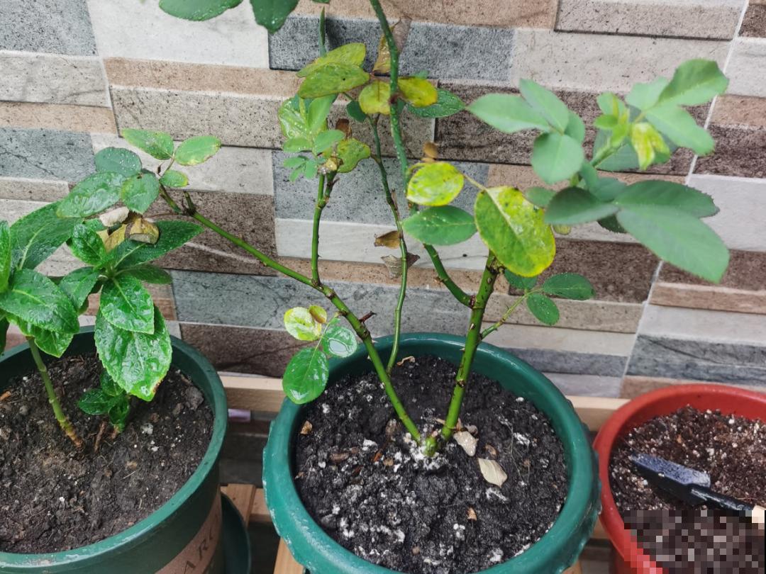 月季的8大黄叶原因，学会后巧避免，植株长得越来越好