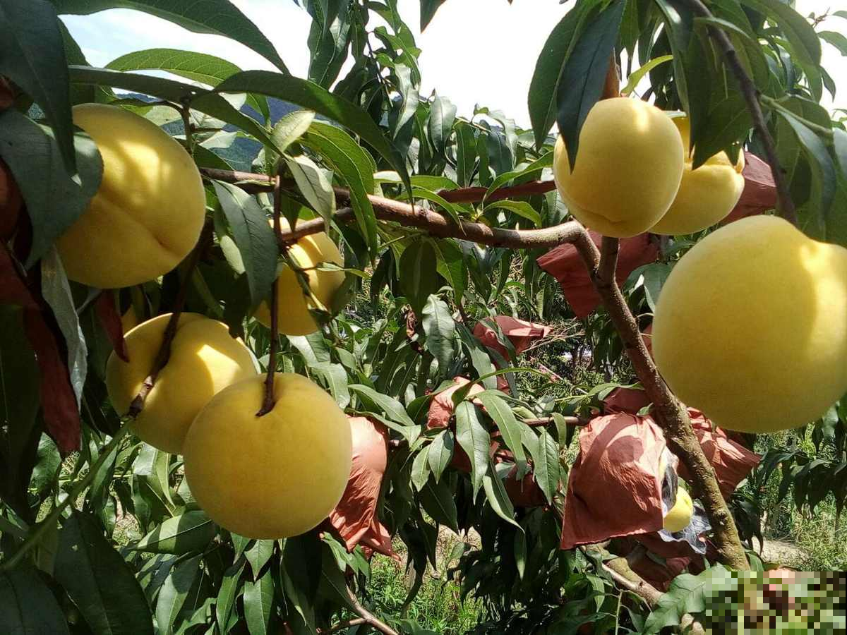 观赏桃树和食用桃树是同一种吗?走进桃树大国,揭秘桃树种类 观赏桃树和食用桃树是同一种吗?走进桃树大国,揭秘桃树种类