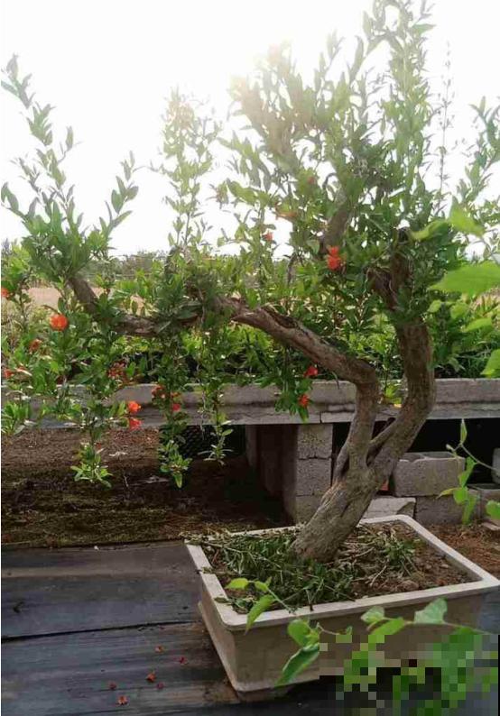 只赏花没意思？这3种果树最适合家中养殖，赏花吃果好运来