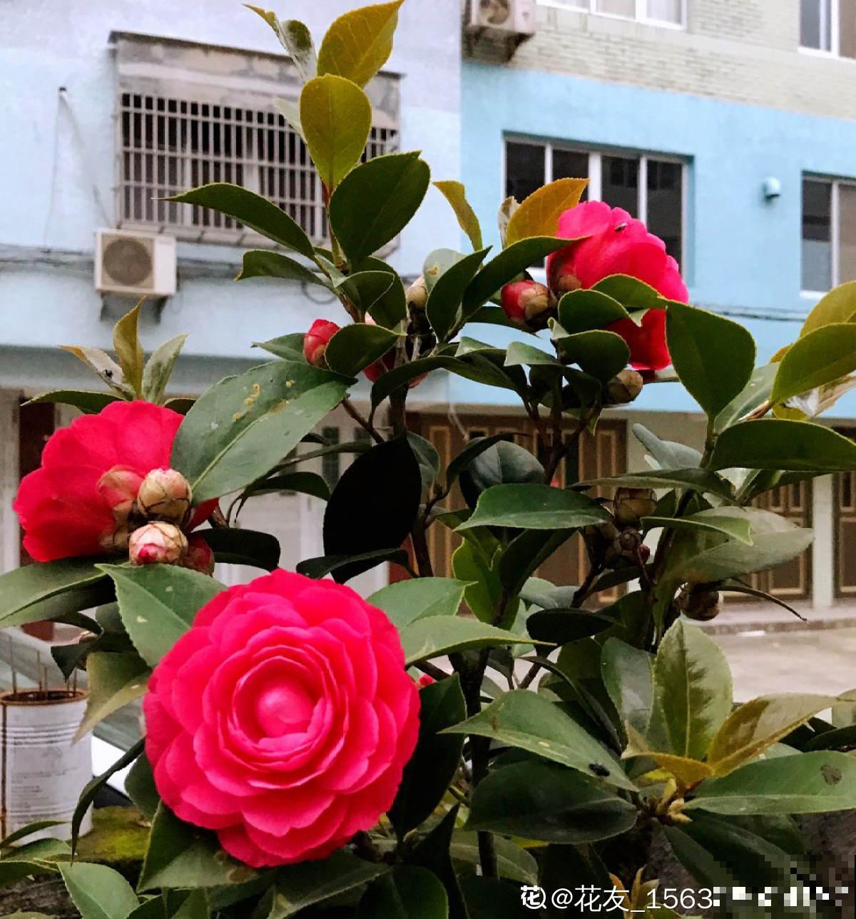 20种常见花,一句话说到浇水要点,赶紧学学 20种常见花,一句话说到浇水要点,赶紧学学