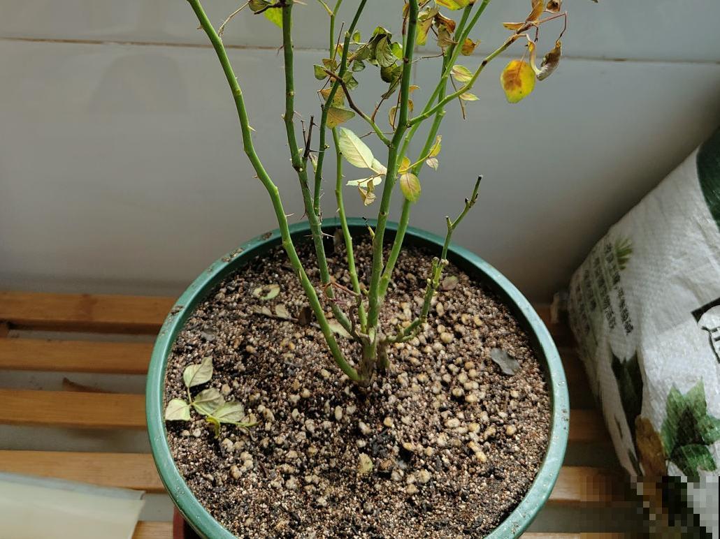 花成了光杆司令，剪一刀撒点药，很快冒新芽