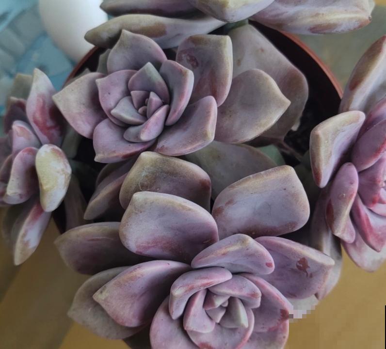 多肉品种那么多，适合露养的也就这几种，赶紧列为首选！