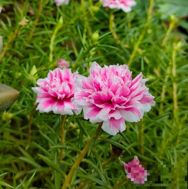 买花切忌跟风,适合自己的植物,才是最好的 买花切忌跟风,适合自己的植物,才是最好的