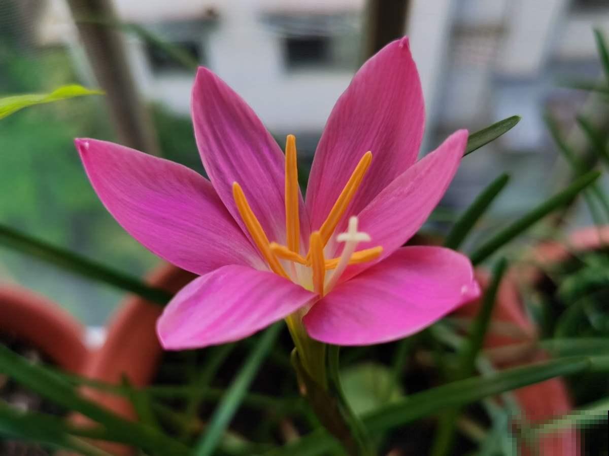 夏天室外养花，不能随心所欲，不然容易烂根又晒伤