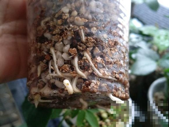 立秋后，7种花要扦插，满盆开花结果子