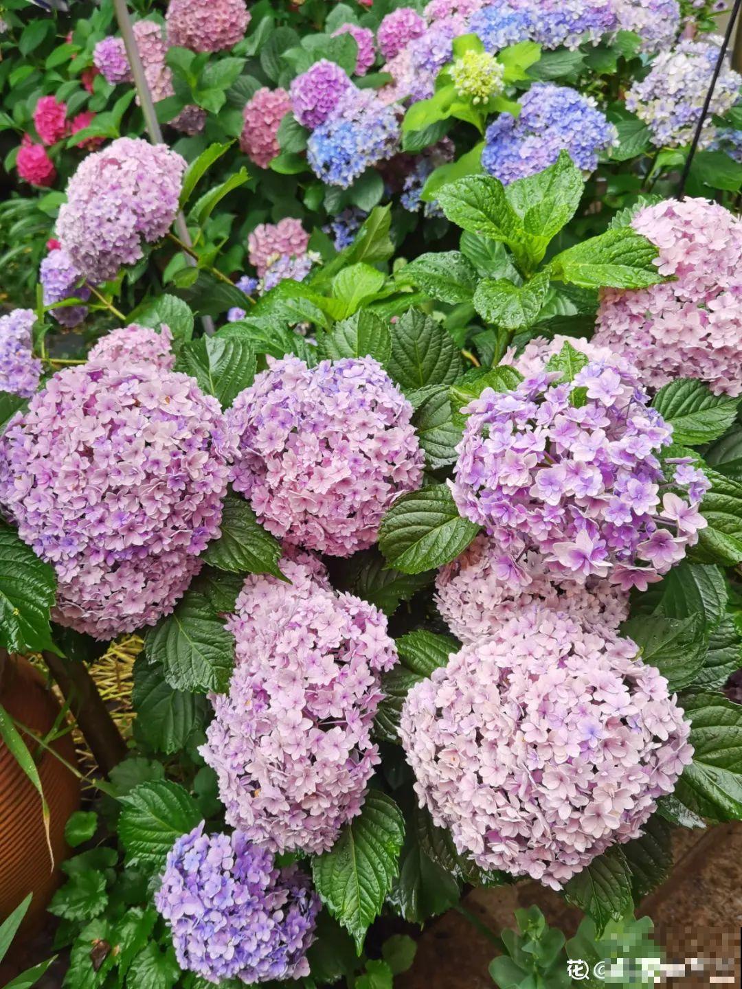 有个小院种种菜,养点花草,忘记半生喧嚣 有个小院种种菜,养点花草,忘记半生喧嚣