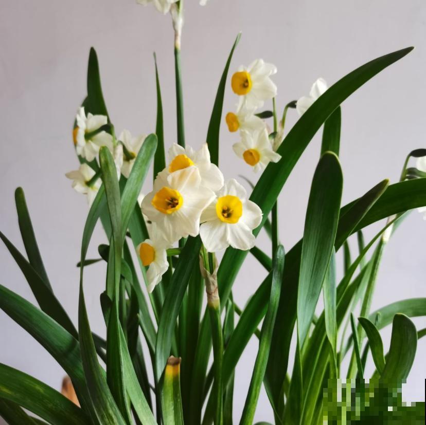 这3种花开完花就扔掉，第二年开花几率很小，别浪费时间