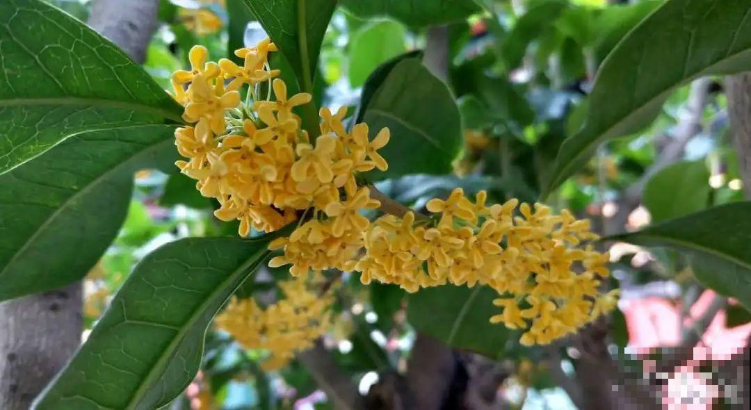 9种花，天热也要施肥，否则活不长，越养越差劲