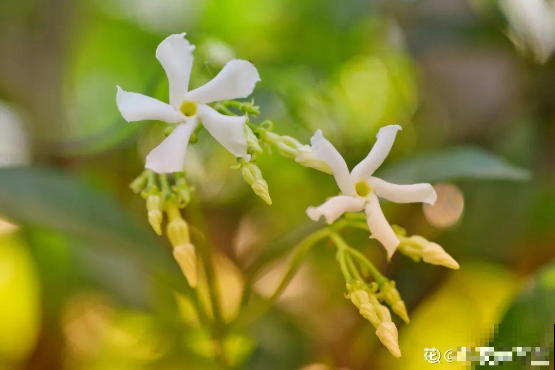 有个小院种种菜,养点花草,忘记半生喧嚣 有个小院种种菜,养点花草,忘记半生喧嚣