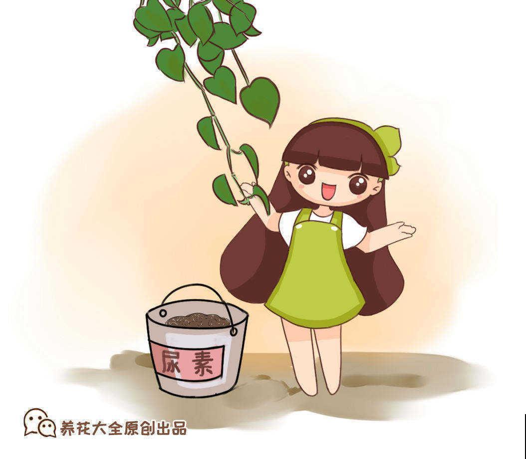 夏日太热，怕植物旱死？记住这4个妙招