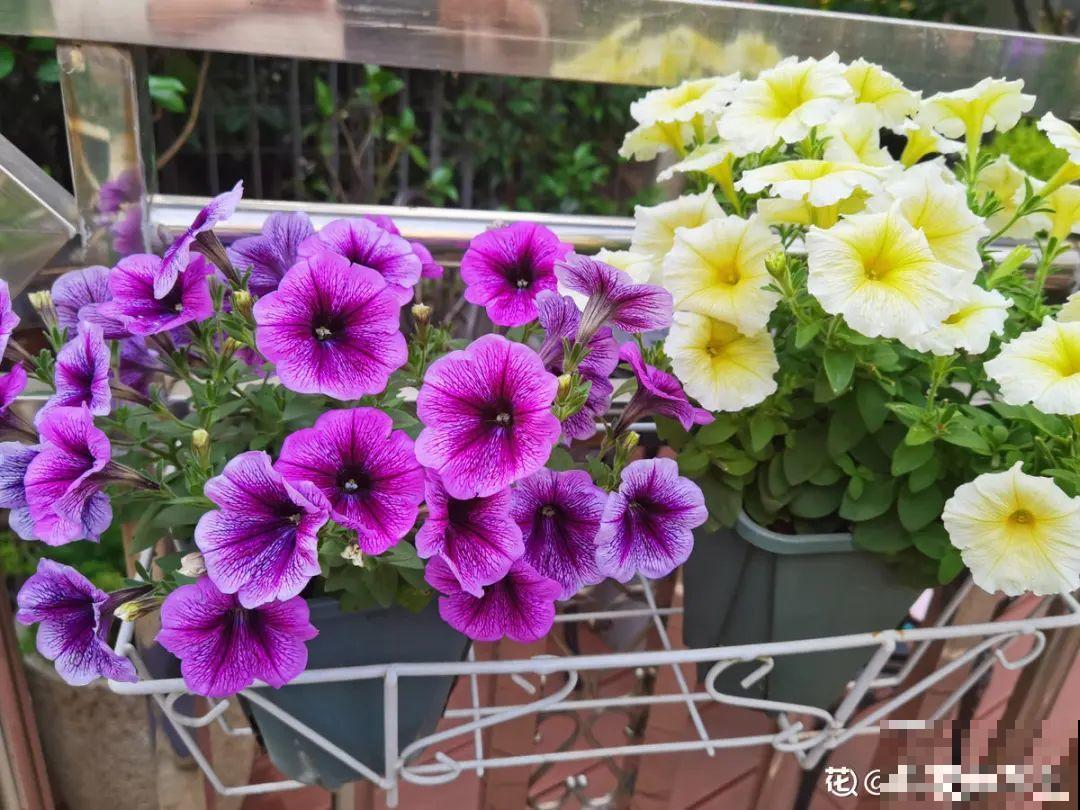 有个小院种种菜,养点花草,忘记半生喧嚣 有个小院种种菜,养点花草,忘记半生喧嚣