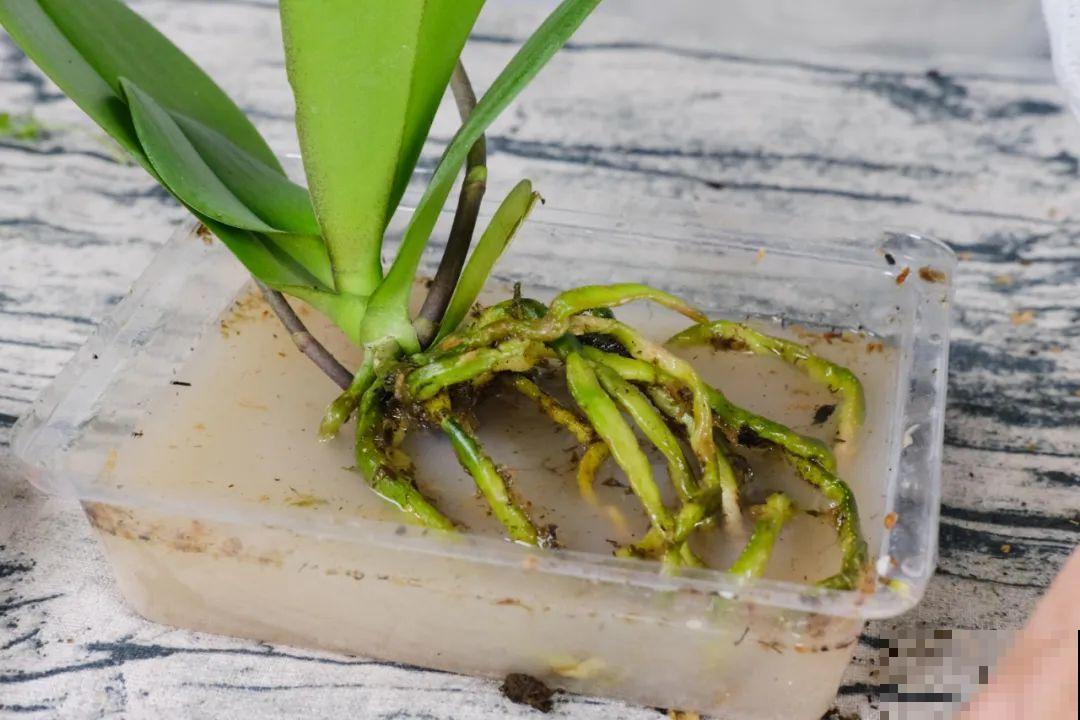 警惕秋老虎，别让你的花，度过夏天，却死在秋天