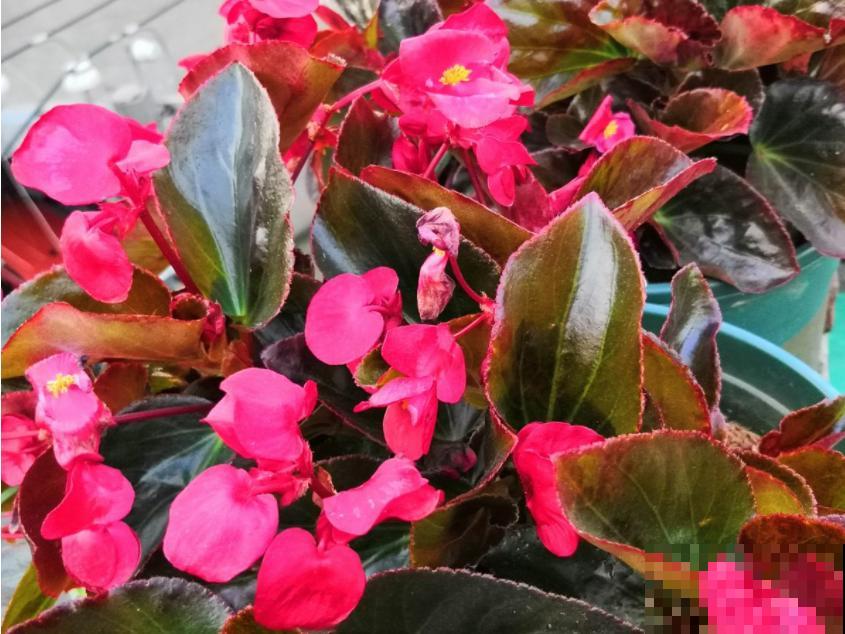 天热懒人养花必备的3种花，非常好打理，花点心思就能活